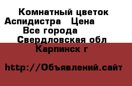 Комнатный цветок Аспидистра › Цена ­ 150 - Все города  »    . Свердловская обл.,Карпинск г.